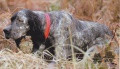 Setter Anglais TIANE DE LA JOUX DE LA BÉCASSE